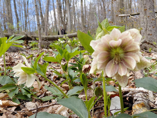 Helleborus orientalis <br>DOUBLE CHRISTMAS ROSE MIX
