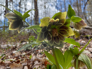 Helleborus orientalis <br>DOUBLE CHRISTMAS ROSE MIX