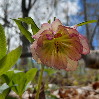 Helleborus orientalis <br>DOUBLE CHRISTMAS ROSE MIX