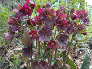 Helleborus <br>MIX CHRISTMAS ROSE