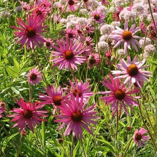 Echinacea tennesseensis <br>TENNESSEE CONEFLOWER