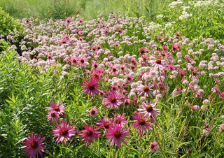 TENNESSEE CONEFLOWER <br>Echinacea tennesseensis