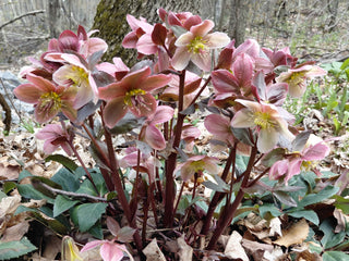 Helleborus <br>MIX CHRISTMAS ROSE