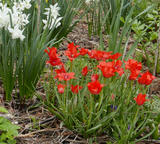 RED WILD SPECIES TULIP Tulipa linifolia
