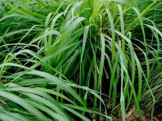 LEMON GRASS <br>Cymbopogon nardus