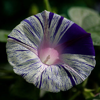 STRIPED MORNING GLORY <br>Ipomoea nil