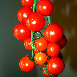 RED CURRANT TOMATO <br>Solanum lycopersicum