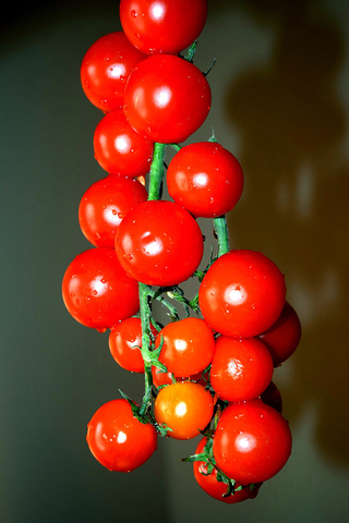 RED CURRANT TOMATO <br>Solanum lycopersicum