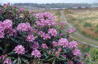 CATAWBA RHODODENDRON, ROSEBAY <br>Rhododendron catawbiense