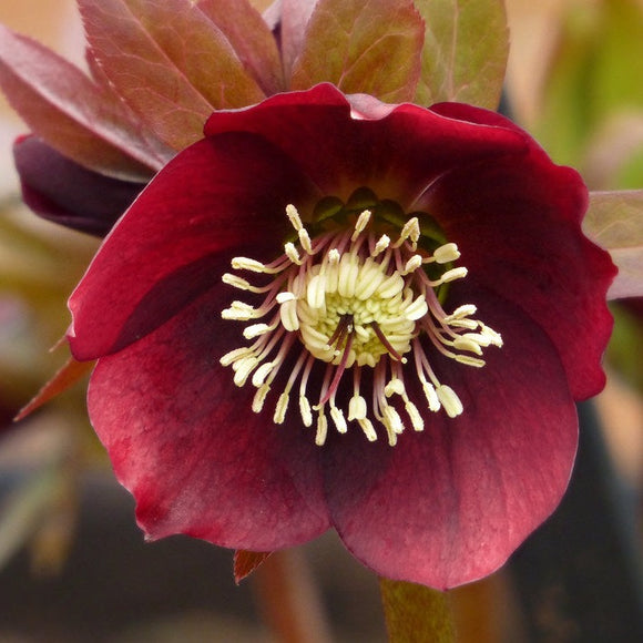 HELLEBORUS 'Rome In Red' Christmas Rose • Young Plant