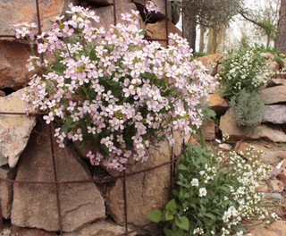 Arabis <br>ROCK CRESS, SOFT PINK