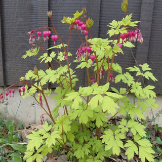 Dicentra spectabilis <br>GOLD/YELLOW FOLIAGE BLEEDING HEART