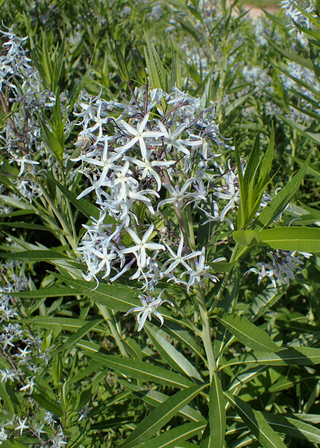 OZARK BLUESTAR <br>Amsonia illustris