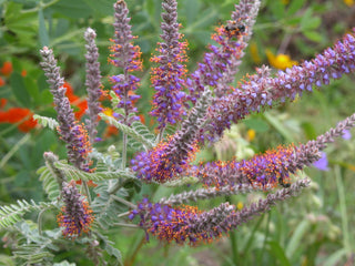 LEAD PLANT <br>Amorpha canescens