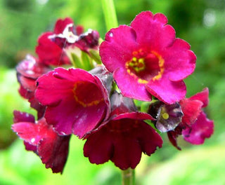 Primula anisodora <br>FRAGRANT PRIMROSE