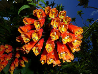COLOMBIAN CLIMBING LILY <br>Bomarea