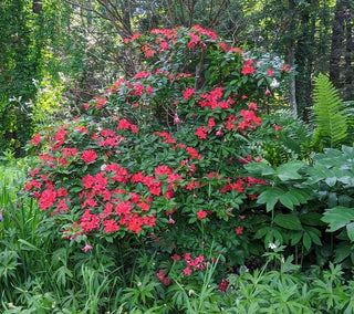 PLUMLEAF AZALEA <br>Rhododendron prunifolium
