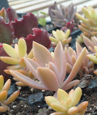 MIXED SUCCULENTS <br> 6 LIVE PLANTS