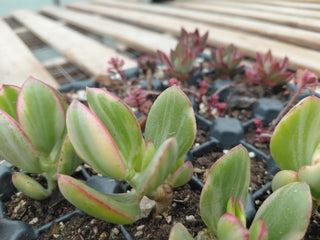MIXED SUCCULENTS <br> 6 LIVE PLANTS