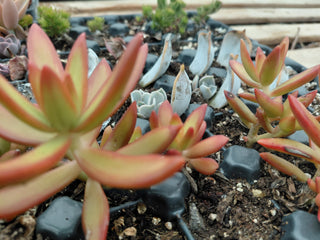 MIXED SUCCULENTS <br> 6 LIVE PLANTS