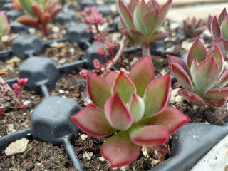 MIXED SUCCULENTS <br> 6 LIVE PLANTS