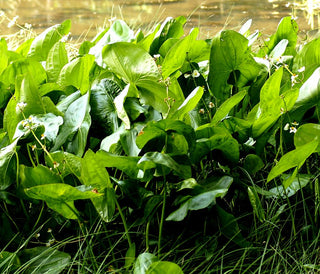 ARROWHEAD, WAPATO <br>Sagittaria latifolia