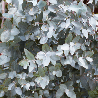Eucalyptus gunnii <br>EUCALYPTUS SILVER DROP