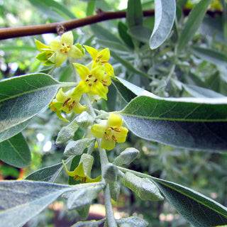 RUSSIAN OLIVE <br>Elaeagnus angustifolia