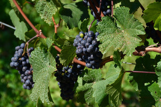 Vitis vinifera <br>WINE GRAPE