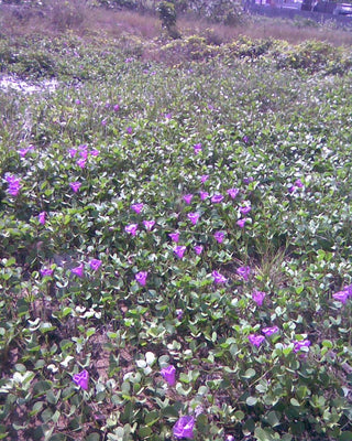 Ipomoea pes-caprae <br>BEACH MORNING GLORY, BAY HOPS, GOAT'S FOOT