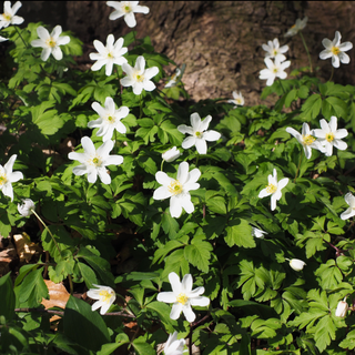 Anemone canadensis <br>WOOD ANEMONE, CANADIAN