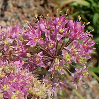 PRAIRIE ONION <br>Allium stellatum