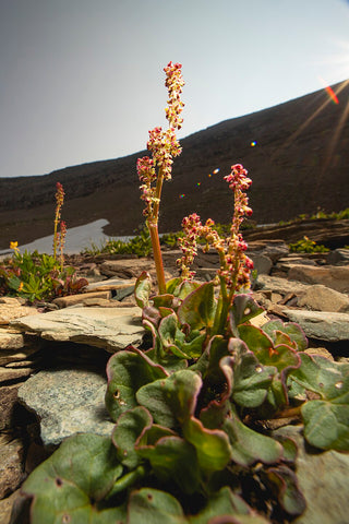 Oxyria digyna <br>MOUNTAIN SORREL