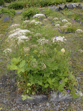 Laserpitium siler <br>LASERWORT