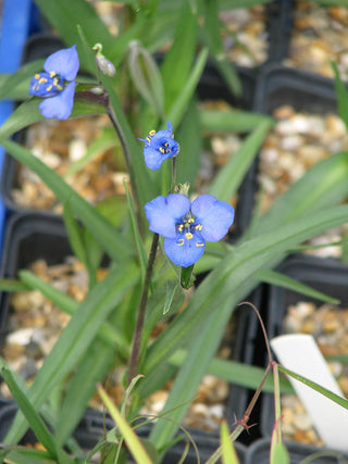 Commelina dianthifolia <br>WIDOW'S TEARS, DAY FLOWER