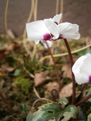 Cyclamen coum alba <br>HARDY CYCLAMEN