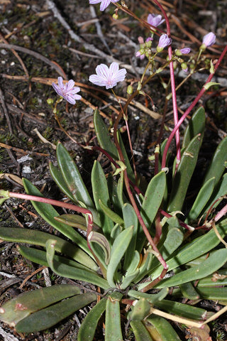 Lewisia columbiana <br>COLUMBIAN LEWISIA