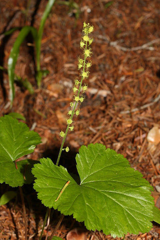 Mitella breweri <br>FEATHERY BISHOP'S CAP