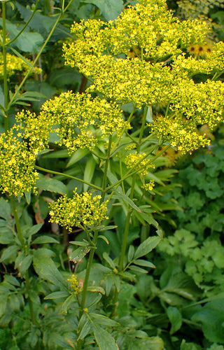 Patrinia scabiosifolia <br>GOLDEN VALERIAN