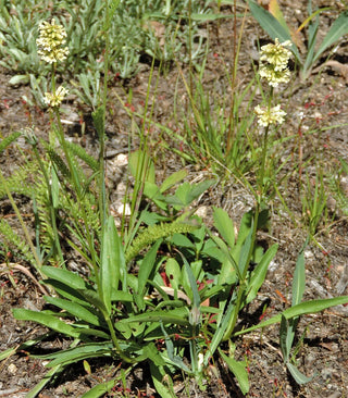 Penstemon confertus <br>YELLOW BEARDTONGUE