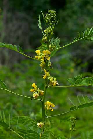 Cassia marilandica <br>WILD SENNA