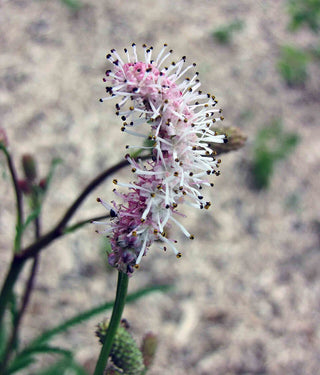 Sanguisorba parviflora <br>NARROW LEAF BURNET