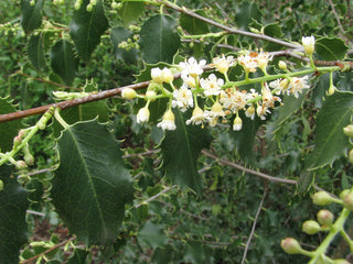 Prunus ilicifolia <br>HOLLYLEAF CHERRY, HOLLY LEAVED CHERRY, EVERGREEN, ISLAY