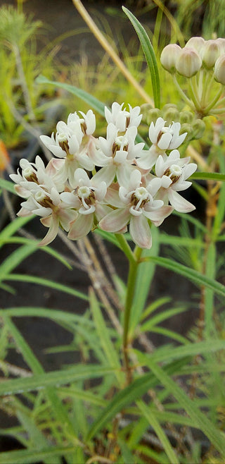 Asclepias angustifolia <br>ARIZONA MILKWEED
