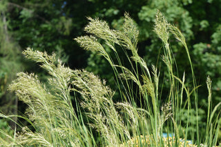 Achnatherum calamagrostis, Stipa calamagrostis <br>SILVER SPIKE GRASS