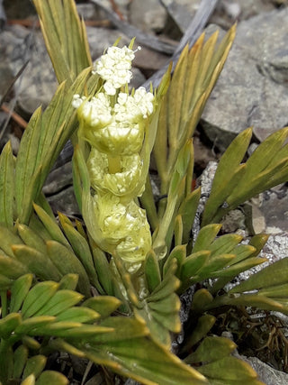 Aciphylla monroi <br>LITTLE SPEARGRASS