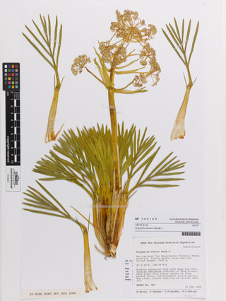 Aciphylla monroi <br>LITTLE SPEARGRASS