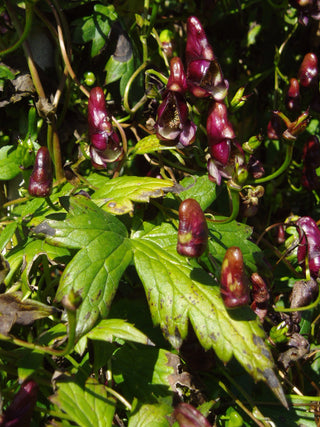 Aconitum hemsleyanum <br>RED CLIMBING MONK'S HOOD WOLF'S BANE