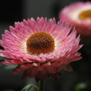 Acroclinium STRAWFLOWER DOUBLE GIANT MIX seeds