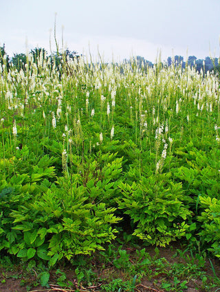 Cimicifuga racemosa, Actaea racemosa <br>BLACK COHOSH, SNAKEROOT, BUGBANE